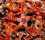 Fromia monolis-Moga Channel Balise-12m-20180529-Denis-ADER-DSC_1616_tn